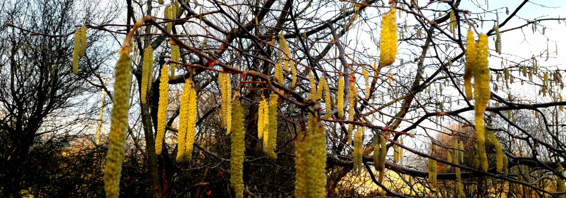 Catkins_in_the_hollies_woods