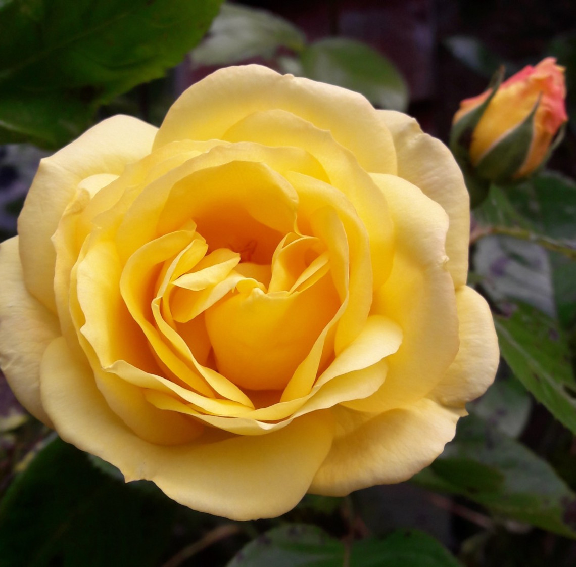 lemon_rose_back_garden_at_the_hollies_appleby