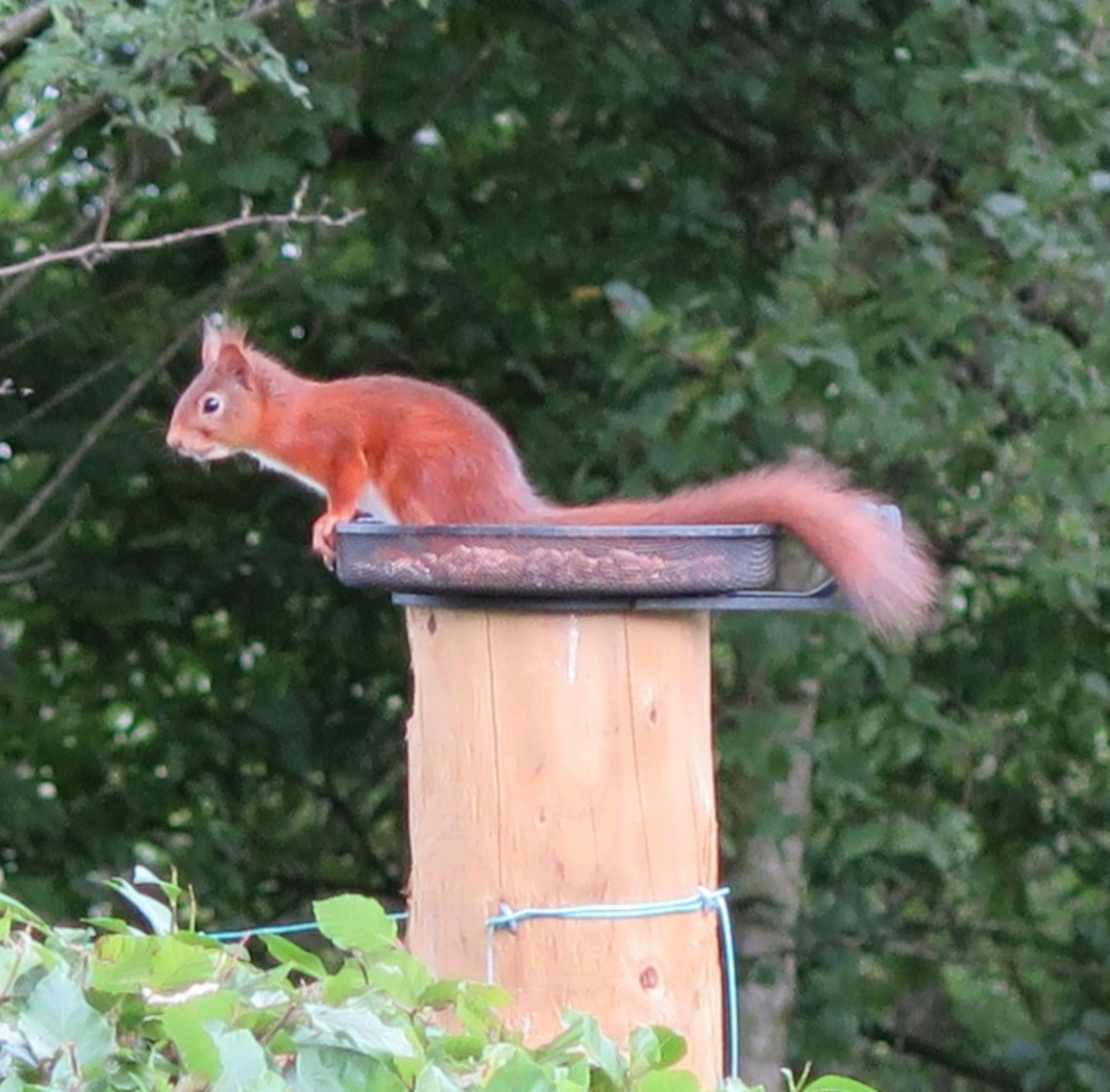 red_squirel_in_the_hollies_garden