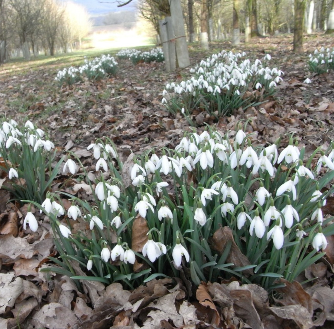snowdrops_in_our_woods_at_The_Hollies